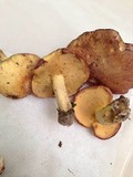 Suillus subaureus image