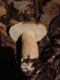 Boletus variipes image