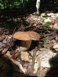 Boletus variipes image