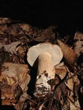 Boletus variipes image