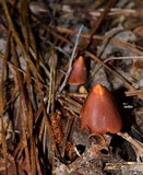 Hygrocybe calyptriformis var. calyptriformis image