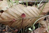 Mycena sanguinolenta image