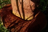 Boletus luridus image