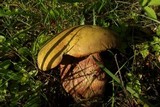 Boletus luridus image