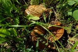 Paxillus involutus image