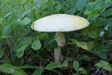Amanita muscaria var. formosa image
