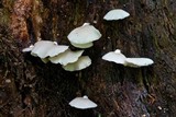Crepidotus applanatus image