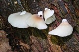 Crepidotus applanatus image