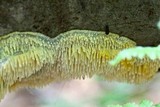 Radulodon copelandii image