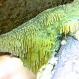 Radulodon copelandii image