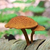 Pholiota granulosa image