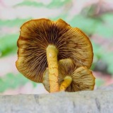Pholiota granulosa image