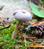Laccaria amethystina image