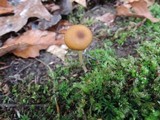 Entoloma cetratum image