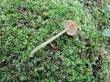 Entoloma cetratum image