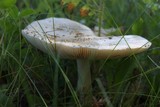 Amanita muscaria var. formosa image
