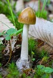 Amanita sinicoflava image