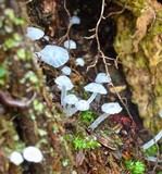 Delicatula integrella image