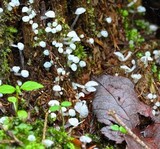 Delicatula integrella image