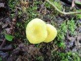 Hygrocybe glutinipes image