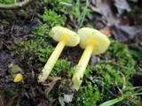 Hygrocybe glutinipes image