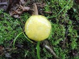 Hygrocybe glutinipes image