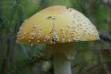 Amanita muscaria var. formosa image