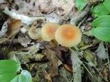 Hygrocybe laeta var. laeta image