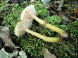Hygrocybe laeta var. laeta image
