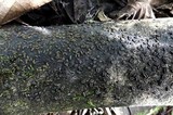 Rhytidhysteron columbiense image