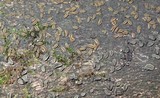 Rhytidhysteron columbiense image