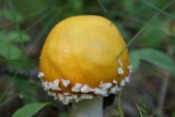 Amanita muscaria var. formosa image