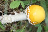 Amanita muscaria var. formosa image