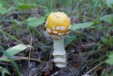 Amanita muscaria var. formosa image