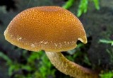 Pholiota granulosa image