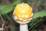 Amanita muscaria var. formosa image