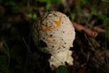 Amanita muscaria var. formosa image