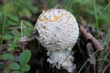 Amanita muscaria var. formosa image