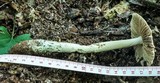Amanita pelioma image