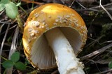 Amanita muscaria var. formosa image