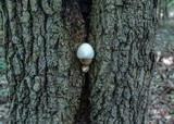 Volvariella bombycina image