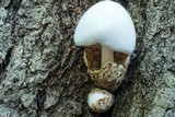 Volvariella bombycina image