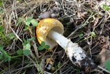 Amanita muscaria var. formosa image