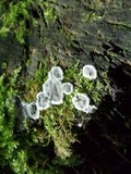 Kretzschmaria deusta image