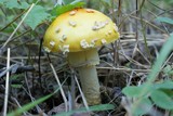Amanita muscaria var. formosa image