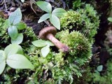 Inocybe lanuginosa image