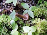 Inocybe lanuginosa image