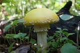 Amanita muscaria var. formosa image