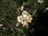 Marasmius oreades image