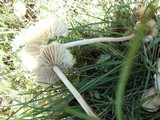 Marasmius oreades image